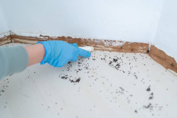 Best Pest Control for Homes  in Waawa, HI