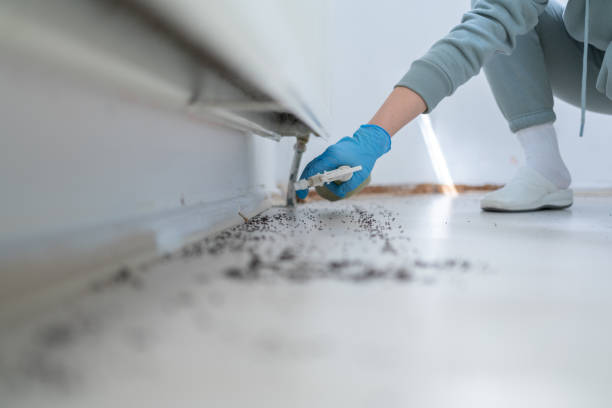 Best Termite Control Services  in Waawa, HI